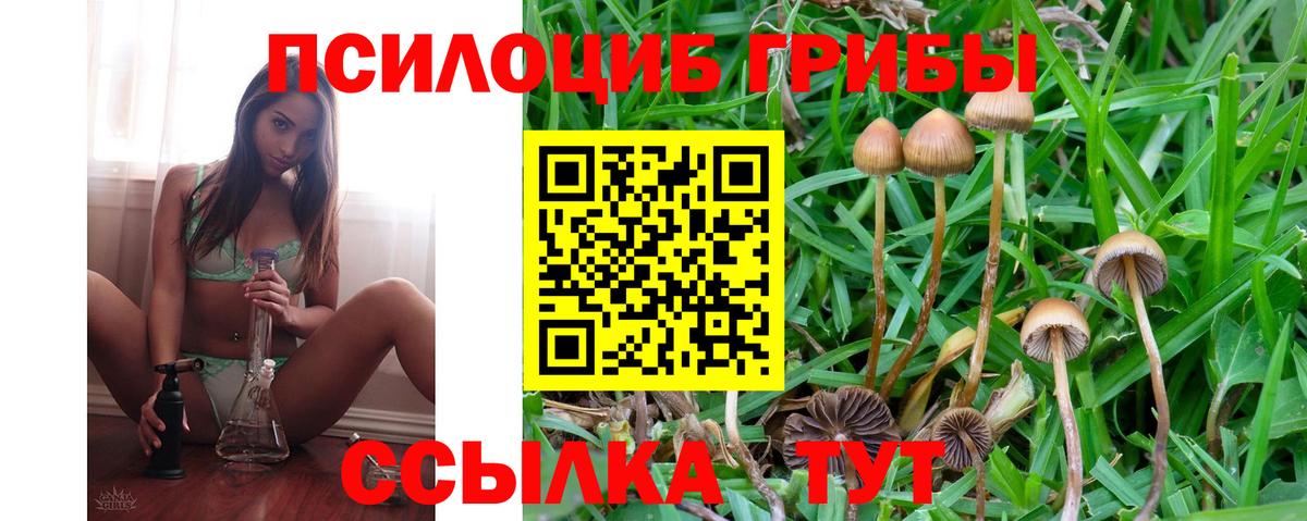Псилоцибиновые грибы Psilocybine cubensis  Вход с VPN  купить   Зеленогорск 